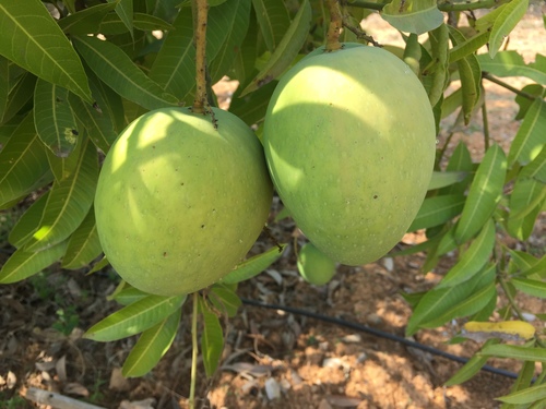 Banganapalli Mangoes - Handpicked Variety | Delicious, Hygienically Cleaned, Rich in Taste