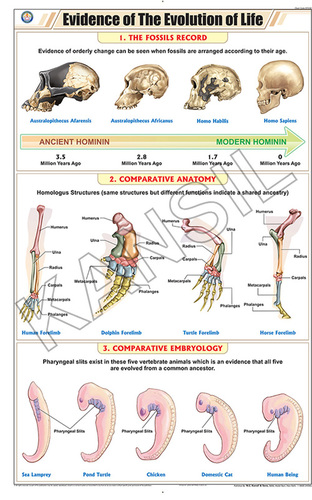 Evidence Of The Evolution Of Life Chart