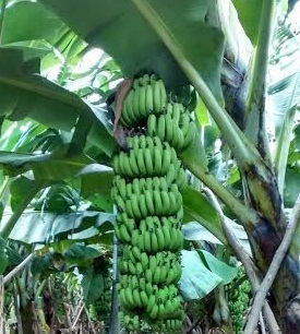 Grand Naine Banana Plant Tissue Culture Grand Naine Banana Plant Tissue Culture