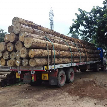 Pine Wood Round Logs