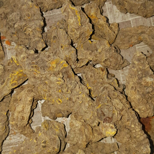 Mother Turmeric Rhizomes