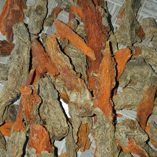 Mother Turmeric Rhizomes