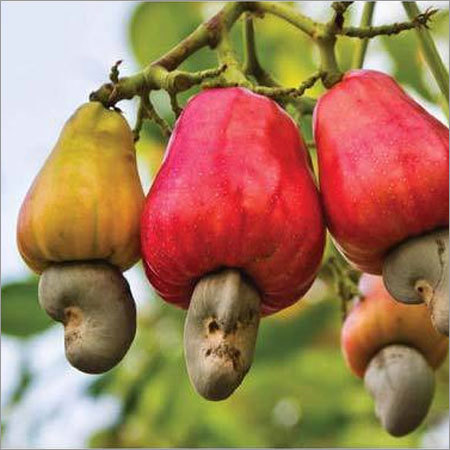 raw cashew importers in india