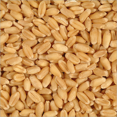 Wheat - Organic Whole, Top Grade Quality | 98% Purity, 0.5% Broken, 0.1% Foreign Particles, Rich in Proteins and Carbohydrates