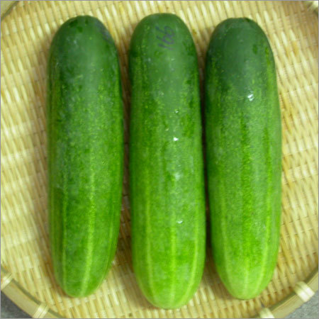 Cucumber