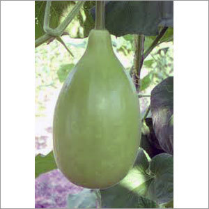Bottle Gourd Round