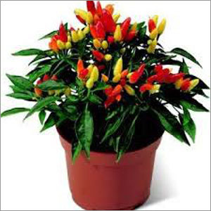 Ornamental Seasonal Flower