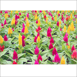 Celosia Seasonal Flower
