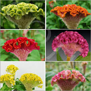 Celosia Cristata Seasonal Flower