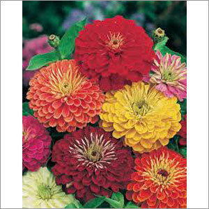 Zinnia Seasonal Flower