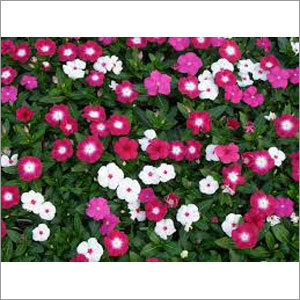 Vinca Seasonal Flower