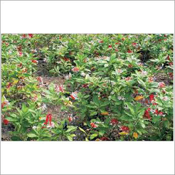 Sarpgandha Herbs