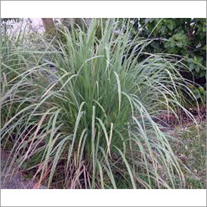 Lemongrass Herbs