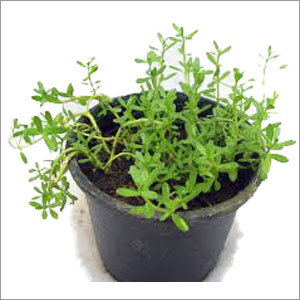 Brahmi Herbs