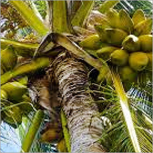 Coconut Plants Size: 5-10 Feet