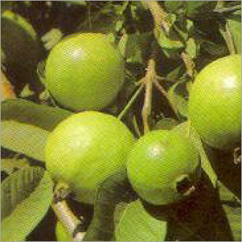 Plant Psidium Guajava Tree