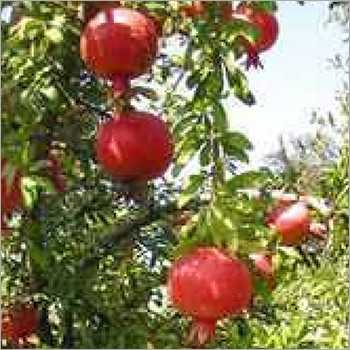 Green And Red Pomegranate Tree