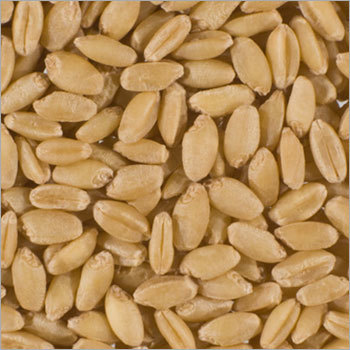 Sujata Wheat Broken (%): 0.2%