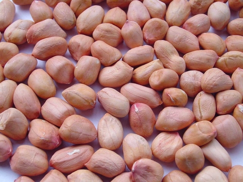 Bold Peanuts - Top Grade Dried Organic Snack, 40-100 Size, Brown Color | 0.10% Broken, 7% Moisture Content