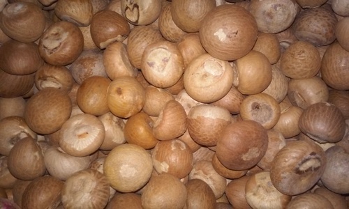 Areca Nut - Organic Top Grade Dried Areca Nuts Round and Bold Size Moisture 8-10% Brown Color 0.10% Broken