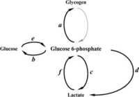 Glucose (isotope ratio)