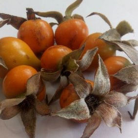 Rosehip Extract Granules