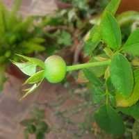 Rosehip Oleoresin