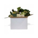 vegetables-export-boxes