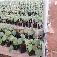 Crop Supporting Thread