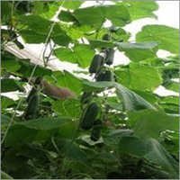 Greenhouse Cucumber Seed Yuksel 5223