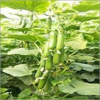 Greenhouse Cucumber Seed