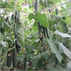 Yuksel Y-225 Cucumber Seeds 