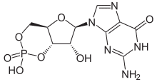 Guanosine 3:5-cyclic monophosphate