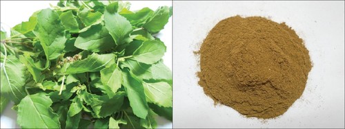 Tulsi Leaf Powder - Food Grade 12-Month Shelf Life | Antioxidant Anti-Inflammatory Supports Respiratory & Immune Health