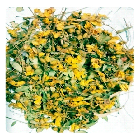 Cassia Auriculata - Avaram