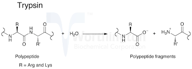 Trypsin