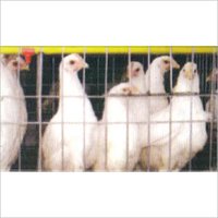 Grower Cage - Heavy Duty Mild Steel, Spacious Design With Sliding And Hinged Doors For Easy Access