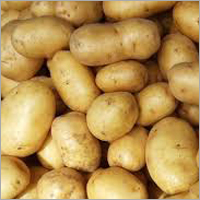 Potato