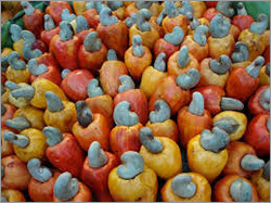 Raw Cashew Nuts By PINNOVATE TECHNOLOGIES AND RESOURCES LTD.