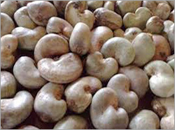Ivory Cashew Nuts