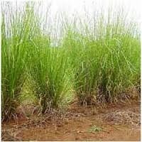 Vetiver Oil