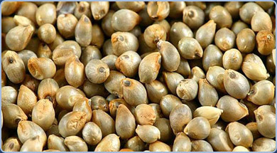 Pearl Millet
