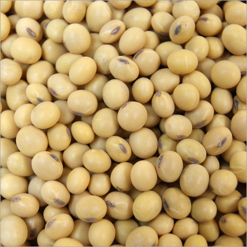 White Soybean Seed