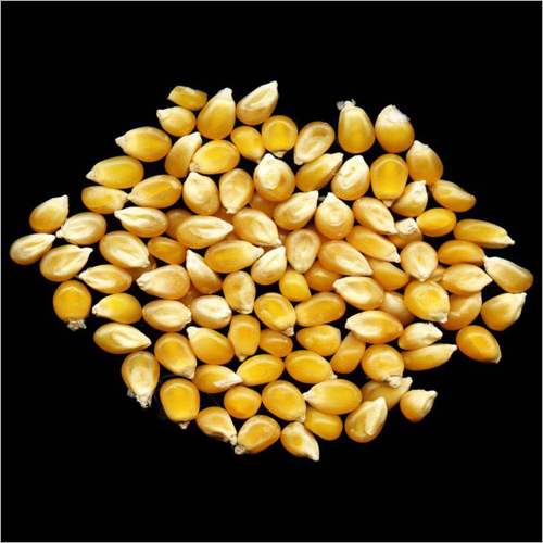 Maize Seeds