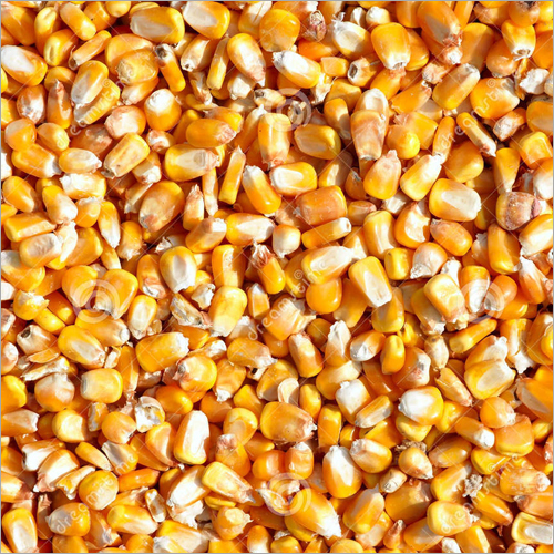 Maize Seeds