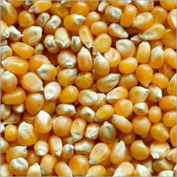 Maize Seeds