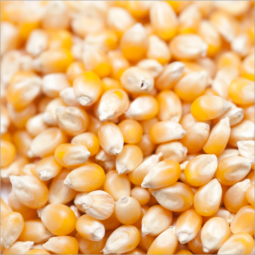 Maize Seeds