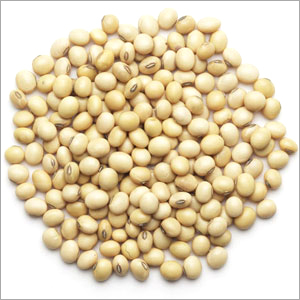 Soyabean Seeds