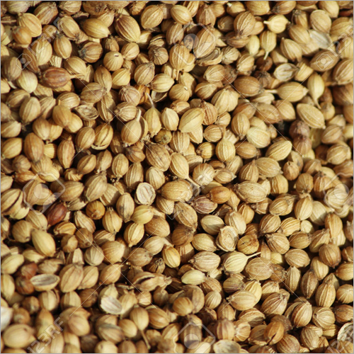Coriander Seeds