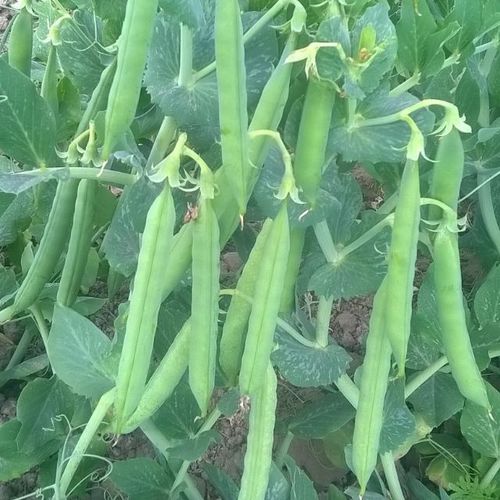 Peas Seeds